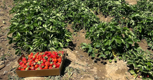 A box of freshly picked strawberries beside lush green strawberry plants in a field.