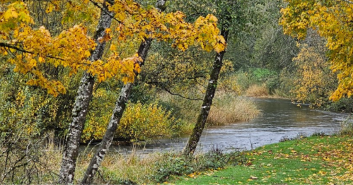 A serene river flows through a landscape of autumn trees with vibrant yellow leaves and lush greenery.