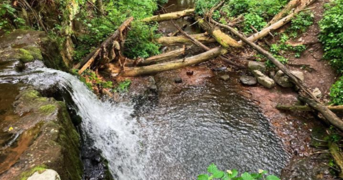 A serene waterfall cascading into a calm pool, surrounded by lush greenery and fallen logs.