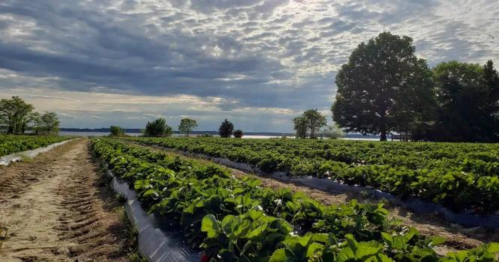 A scenic view of a strawberry field with rows of plants, under a cloudy sky near a lake and trees in the background.