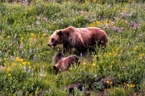 Two brown bears foraging in a vibrant field of wildflowers.