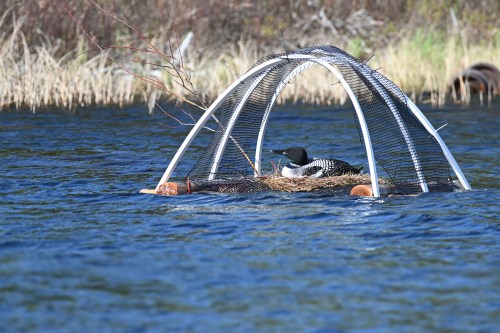 A bird sits on a nest under a protective structure in a calm body of water, surrounded by grass and reeds.