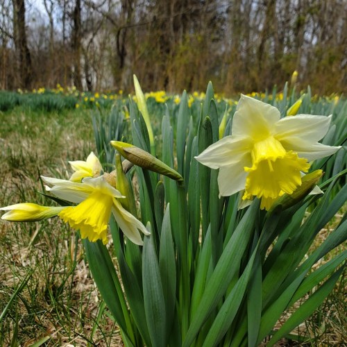A field of blooming daffodils with vibrant yellow flowers and green leaves, set against a natural background.