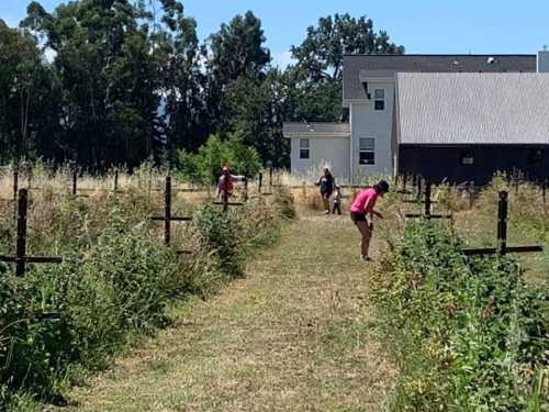 People working in a field with tall grass and wooden crosses, surrounded by trees and a house in the background.