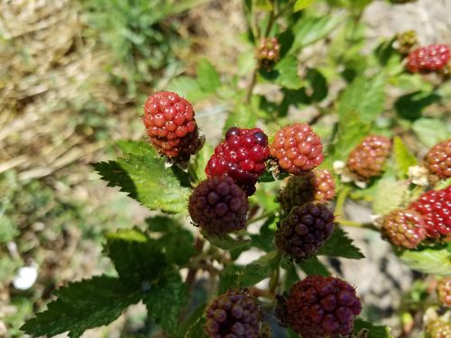 Close-up of ripening blackberries on a green bush, with varying shades of red and purple berries.