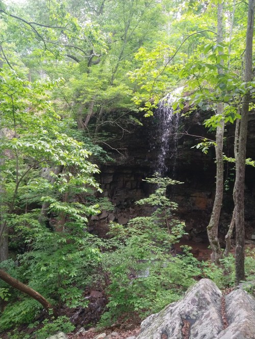 A serene forest scene featuring a waterfall cascading over rocks, surrounded by lush green trees and foliage.