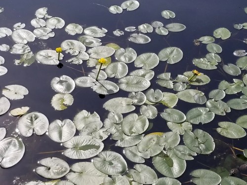 A serene pond covered with green lily pads and a few yellow flowers blooming above the water's surface.