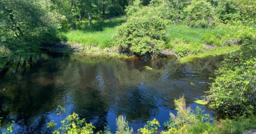 A serene river surrounded by lush greenery and trees, reflecting the blue sky and vibrant foliage.