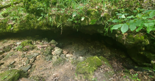 A rocky cave entrance surrounded by lush green vegetation and moss in a forested area.