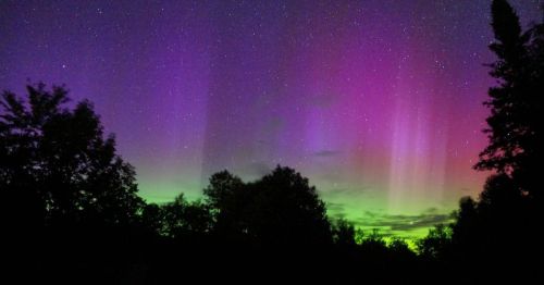 A vibrant night sky filled with purple and green auroras, framed by dark silhouettes of trees. Stars twinkle above.