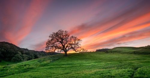 A solitary tree stands on a green hillside under a vibrant sunset sky with colorful clouds.