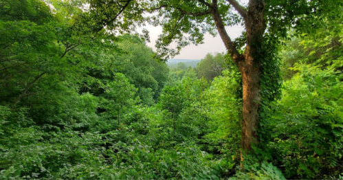 Lush green forest with dense trees and foliage, creating a serene and tranquil natural landscape.