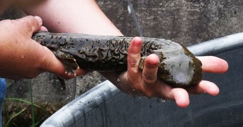A person holds a large, slimy fish in one hand while water flows over it.