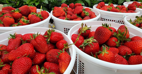 Baskets filled with fresh, ripe strawberries arranged in a vibrant display.