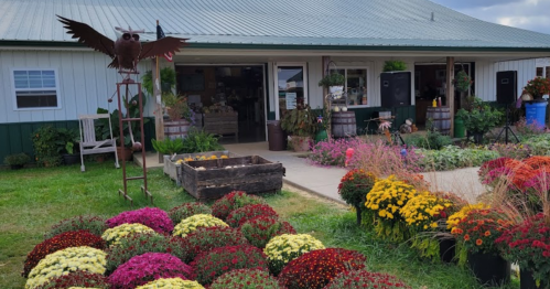 A flower shop with colorful mums in the foreground and a decorative owl statue near the entrance.