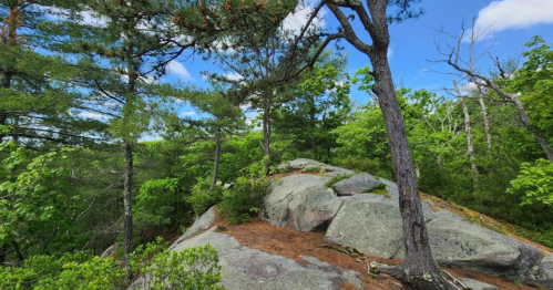 A rocky outcrop surrounded by lush green trees under a bright blue sky.