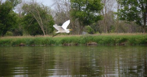 A white bird flying over a calm river, surrounded by green trees and tall grass.