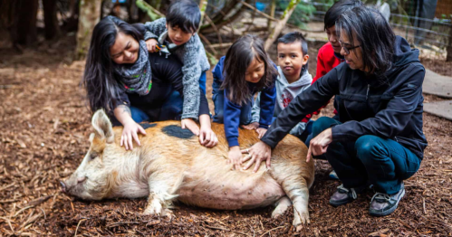 A group of children and adults gently pet a large pig in a natural, outdoor setting.