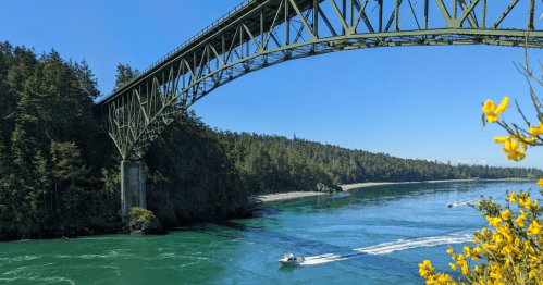A green bridge spans over a turquoise river, surrounded by lush trees and yellow flowers in the foreground.
