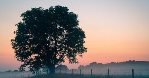 Silhouette of a large tree against a pastel sunrise, with misty fields and a fence in the foreground.