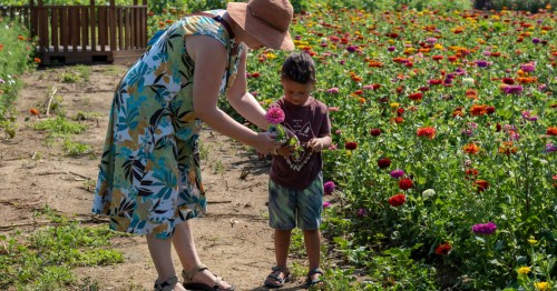 A woman in a sun hat helps a young boy pick a bright pink flower in a large zinnia field.