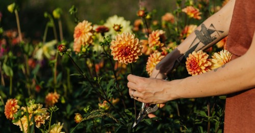 Close-up of hands using garden shears to carefully cut a blooming orange dahlia in a field.