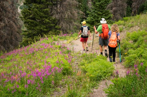 Three hikers walking along a trail surrounded by vibrant wildflowers and lush greenery in a forested area.