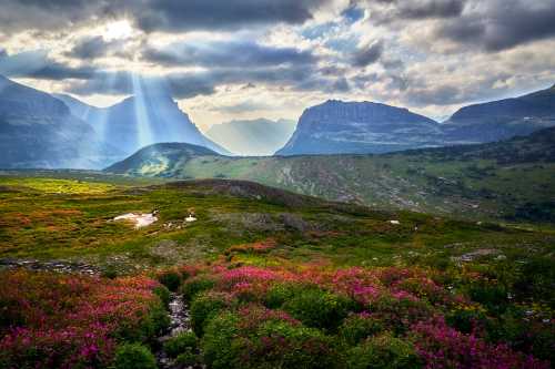 A vibrant landscape with colorful flowers in the foreground, mountains in the background, and rays of sunlight breaking through clouds.