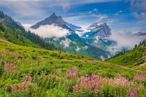 A vibrant mountain landscape with blooming wildflowers in the foreground and misty peaks in the background.