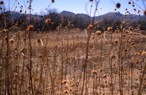 A field of dry, tall grasses and wildflowers with mountains in the background under a clear blue sky.