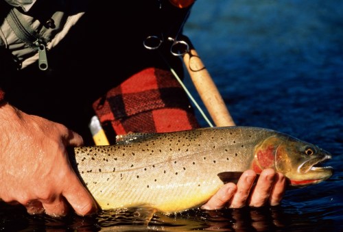 A person holding a large trout by the water, with fishing gear visible in the background.