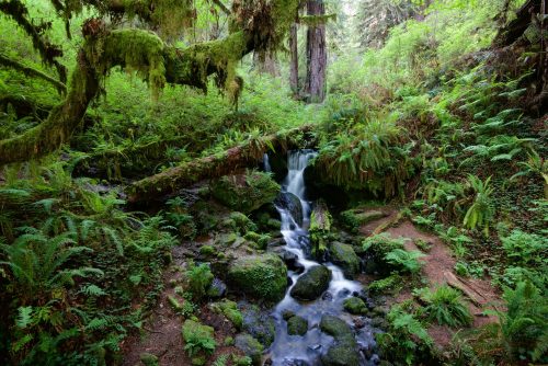A serene forest scene featuring a small waterfall cascading over moss-covered rocks, surrounded by lush greenery.