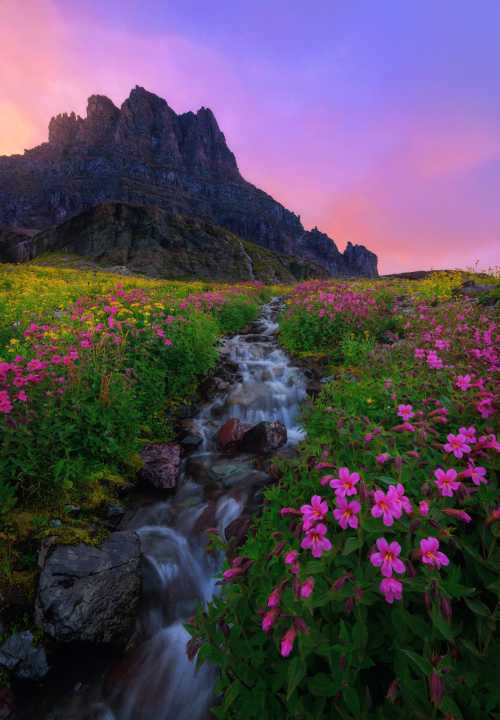 A vibrant meadow of pink flowers beside a flowing stream, with a majestic mountain backdrop under a colorful sky.