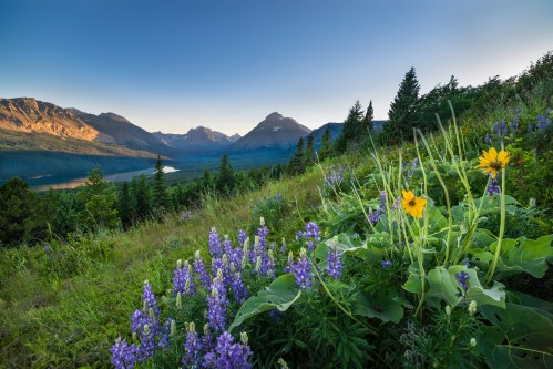 A scenic view of mountains and a lake, with vibrant wildflowers in the foreground under a clear blue sky.