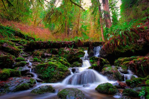 A serene forest scene featuring a flowing stream, moss-covered rocks, and lush greenery under soft, natural light.