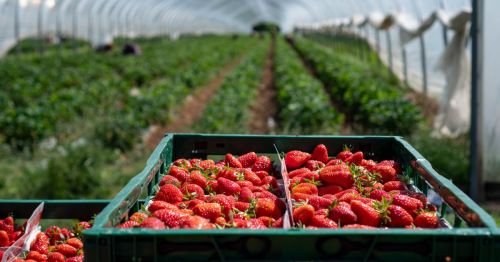 Greenhouse strawberry farming in a farm like Driving Winds Farm & Cafe in Indianapolis