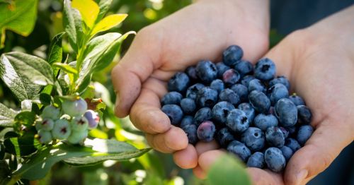 Closeup of a handful of blueberries next to a bush at Harmony Farm in Rhode Island