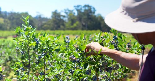 Photo of a person wearing a wide-brimmed hat harvesting blueberries in a field