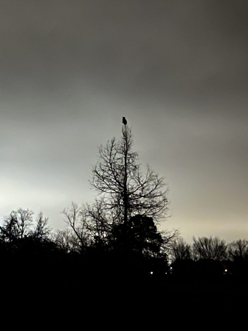 A silhouette of a tree against a cloudy sky, with a bird perched on top.