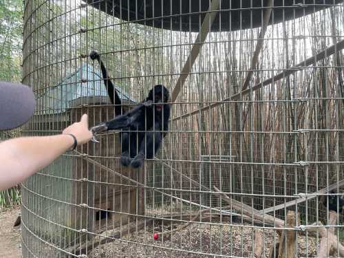 A person reaches out to a black monkey in a cage, surrounded by bamboo and natural habitat elements.