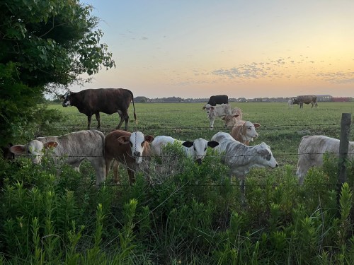 A group of cows grazing near a fence at sunset, with a few standing and others peeking through the greenery.