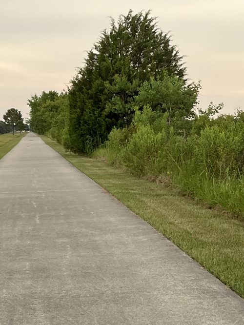 A concrete pathway lined with greenery and trees on either side, under a soft, cloudy sky.