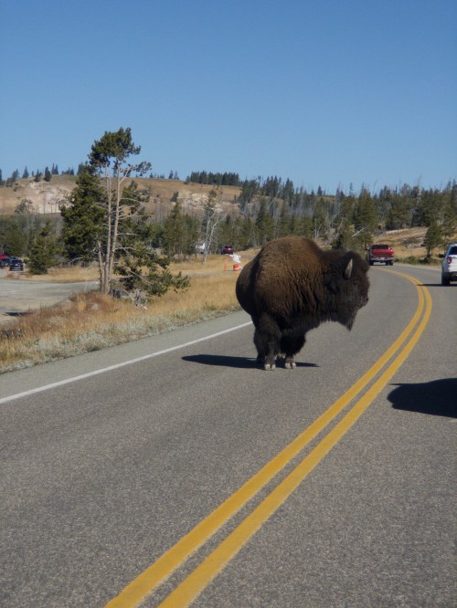 A bison walking down a road in a scenic area, with trees and hills in the background.