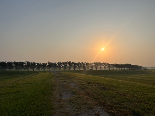 A serene landscape at sunrise, featuring a dirt path and a row of trees silhouetted against the glowing sun.