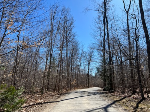 A winding dirt path through a bare forest with tall trees under a clear blue sky.