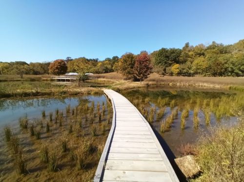 A wooden boardwalk leads through a serene wetland with autumn foliage and clear blue skies.