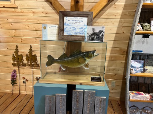 A mounted fish display with a record fish award and a photo, set against a wooden wall in a cozy interior.
