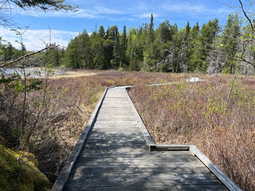 A wooden boardwalk leads through a lush, green wetland with trees and blue skies in the background.