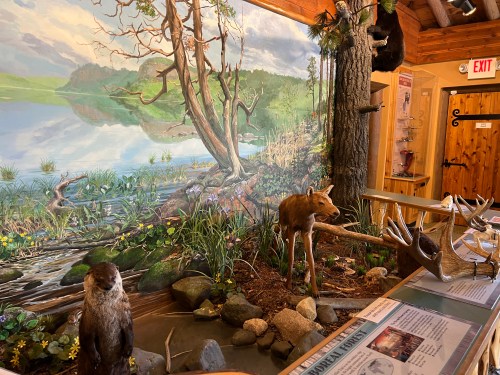 A nature exhibit featuring a mural of a lake, taxidermy animals, and informational displays about local wildlife.