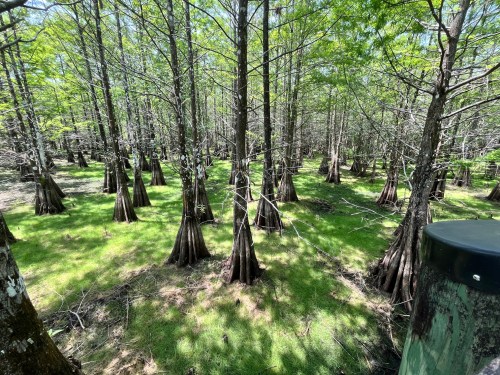 A lush forest with tall trees featuring distinctive knobby roots, surrounded by green grass and dappled sunlight.